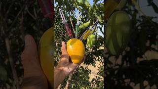 Chemical Vs Natural Fruits part-2 #shorts #outofmindexperiment