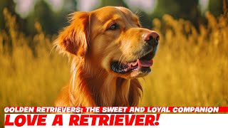 Golden Retrievers: The Sweet and Loyal Companion