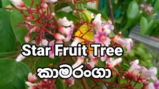 Star Fruit  Tree | කාමරංගා