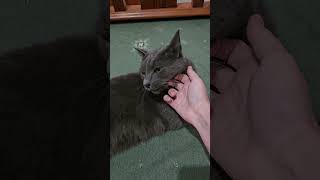 Macavity the gentle giant: Super cute cat #cutecat #catsofyoutube  #longcat #cat #catlovers