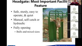 Cattle Handling In Barns