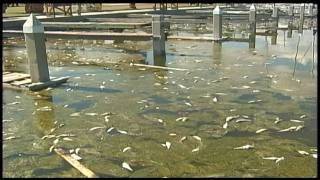 Red Tide Fish Kill Plagues Coastal Waters of South Texas