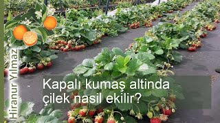 Kapalı kumaş alti yetiştiriciliği: çilek ekimi rehberi