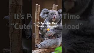 Koala Bears #shorts #koala #animals #wildlife #nature