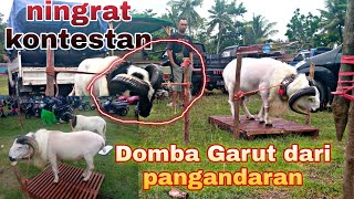 TERBARU ll ketangkasan domba Garut ll pamidangan Bontos pangandaran