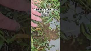 Saving fish in flood #animal #pet #petrescue #aquarium #pets #animals #minnow #hurricane #flood