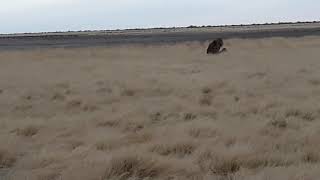 Courting and mating time for lions in Etosha