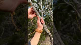 Paleo-tech Paiute Deadfall Trap. Full video ↑