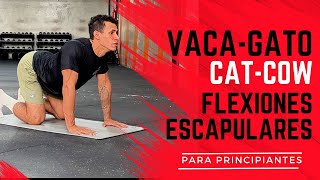 COMO hacer VACA GATO | CAT COW paso a paso | FLEXIONES ESCAPULARES