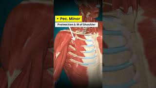 Front of Shoulder Pain. What muscles should be treated.#physiotherapy