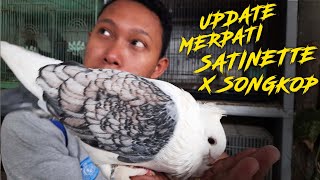 UPDATE EKSPERIMEN - SILANGIN MERPATI SATINETTE DENGAN ENDEMIK SONGKOP