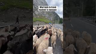 "Monsoon Magic: The Scenic Beauty of Kashmir" #kashmir #monsoon #ytshorts