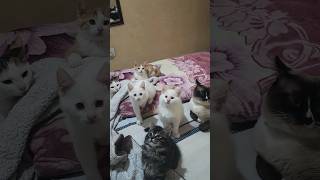 Cute family ma sha Allah // Juma Mubarak #kitten #viral #viralvideos #viralshort