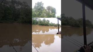 tarikan udang galah || mancing udang galah