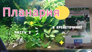 Планария в креветочнике (часть 2) / промежуточные результаты / ещё один аквариум