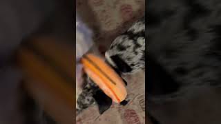 The orange of shame #shortvideos #puppy