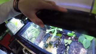 Bombina orientalis egg development- Day 2 (Fire Bellied Toad) underwater cam