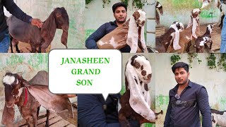 Hyderabadi Breedline Goats 🐐 Available