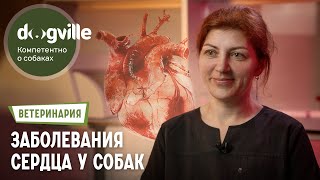 Заболевания сердца у собак – рассказывает ветеринарный кардиолог