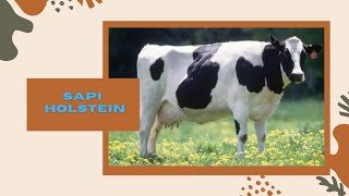 Karakteristik Sapi Perah Friesian Holstein "FH"