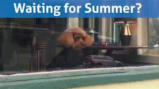 Cute dog waiting for summer in Taupo