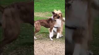 Boxer dog playing with Lassie! 🤩 She is in love! #shorts #shortsvideo #boxerdog #funnyboxer