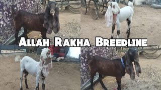 Saste Hyderabadi Aur Desi Bakriya| Allah Rakha Breedline| Sadat Nagar Hyderabad