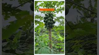 Exploring the Papaya Spectrum: Brazilian Gold vs. Local | #papaya #farming