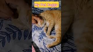 Bili woh Paltu Janwar hy ||#muhmmadﷺ #cat #catlover #pets #cutecat #islamic #viral #youtubeshorts