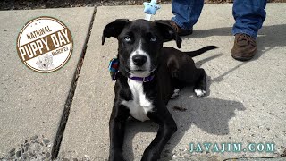 Java Jim Celebrates National Puppy Day with his new pup!