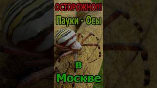 Ядовитый паук Оса. Будьте осторожны!!! #ядовитые пауки #survival #spider