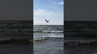 Birds on the Baltic Sea Seaside, Liepaja Beach 🏖️, Latvia 🇱🇻 Travel