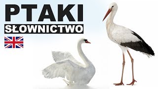 Learn Polish Vocabulary - Birds 2 (Ptaki)