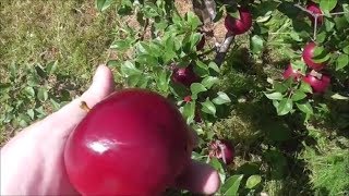 Pre Harvest Walk 2017   New Orchard