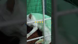 AMAZING CAT #jullit #GIVING BIRTH #shorts #viral