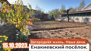 "Так чаруешь, что проходит грусть | Продолжаю высаживать чеснок". 15.10.2023.