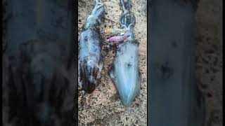 Squid fishing #squidgame #kalamar #calamar #fishing #egi #shortvideo #catchandrelease