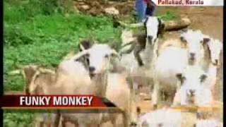 Kerala monkey doubles up as a shepherd