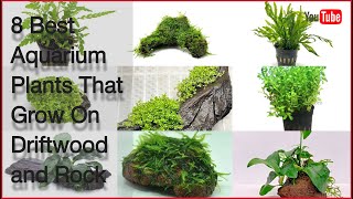 8 Best Aquarium Plants That Grow On Driftwood and Rock