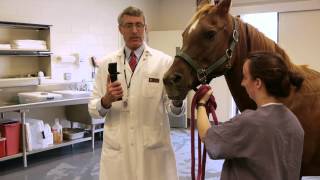 TONOVET Equine Eye-Pressure Measuring