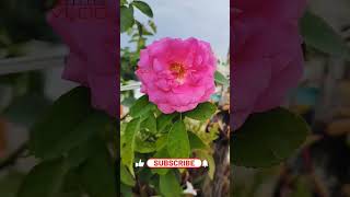 #flower #nature #video #viral #trending #trendingshorts #love #peace #chandrayaan3 #terracegarden