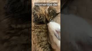 5 MOTIVOS PARA O GATO DORMIR COM VOCÊ