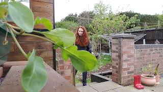 ASMR | Outside in the Garden | Hanging Baskets & Herbs | VLOG