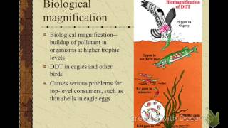 ecological pyramids, population, symbiosis