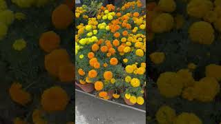 marigold flowers shorts#youtube # shorts