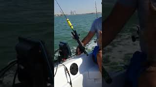 Patou goodboy on polycraft 300 tuffy with honda bf20 outboard 20hp