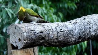 greater yellow naped woodpecker 4