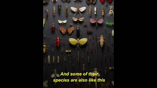 Mayflies | 115  #viral #shorts