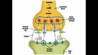 Depression & SSRI's - VCE U4 Psychology