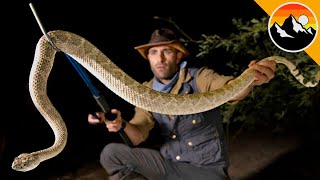 Did I Catch the DEADLIEST SNAKE in America?